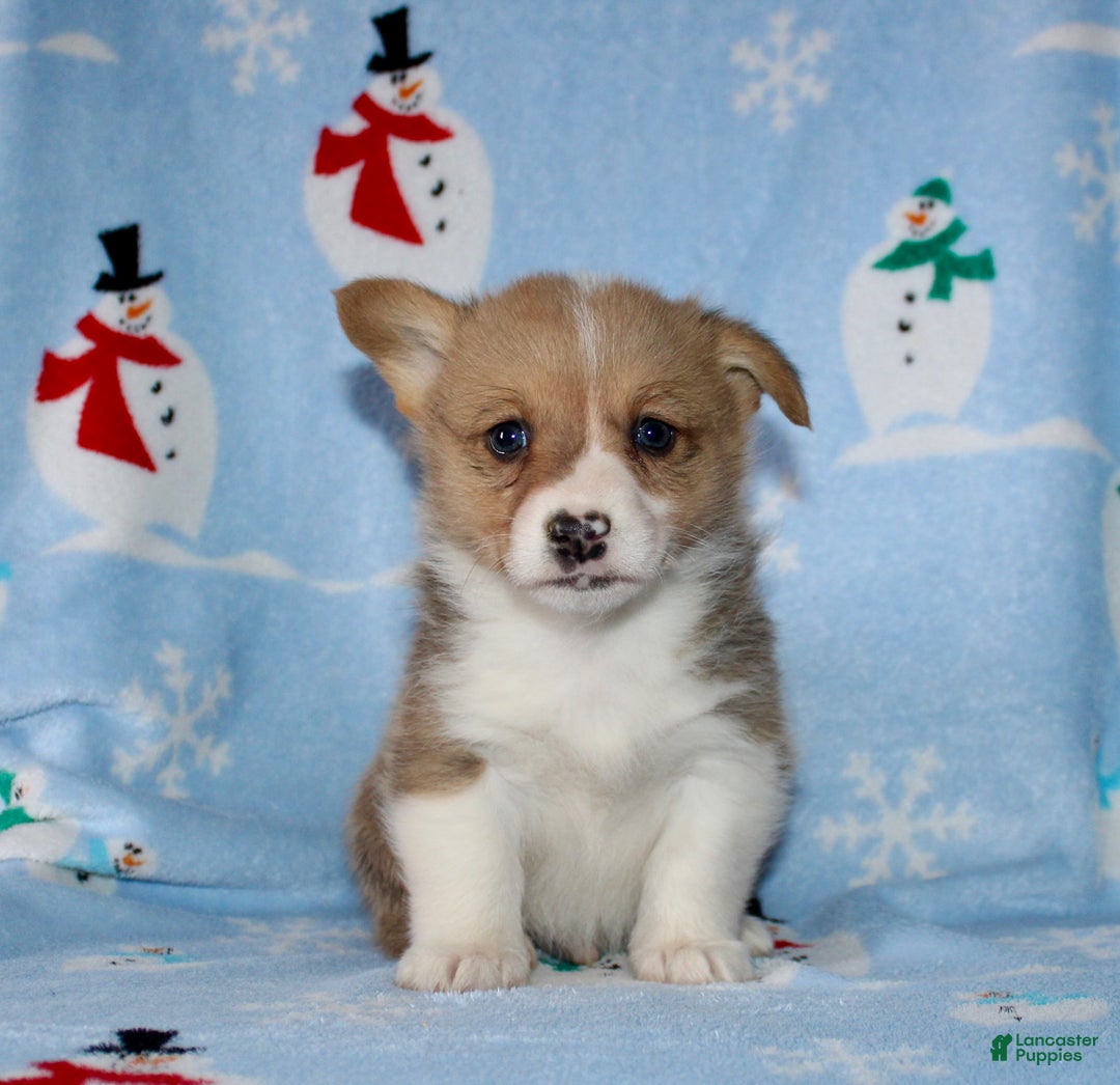Welsh Corgi Pembroke dogs for sale: Mack - Ad 2