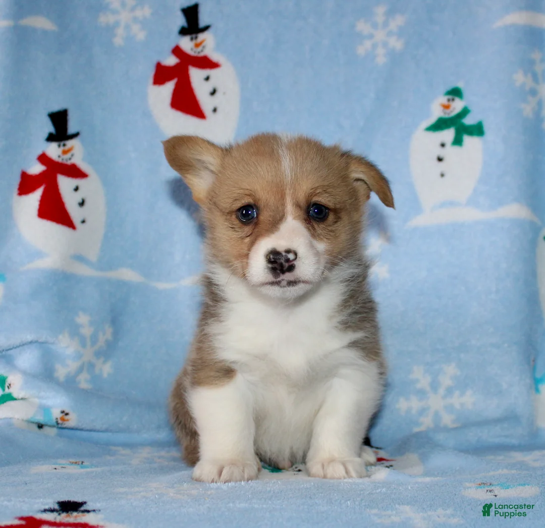 Welsh Corgi Pembroke dogs for sale: Mack - Ad 2