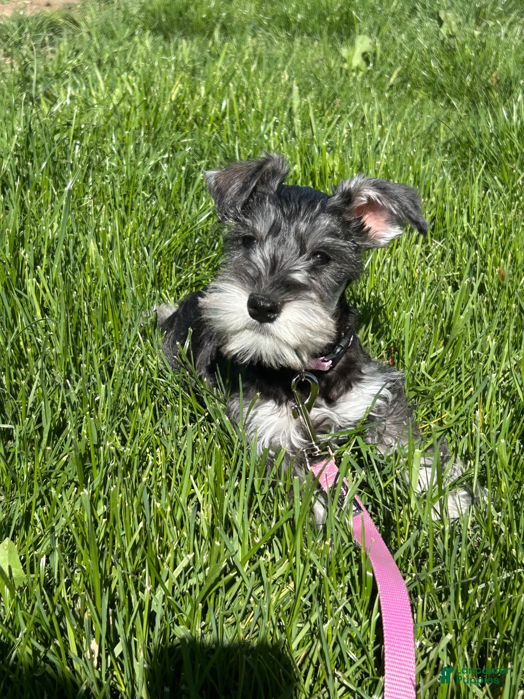 Miniature Schnauzer dogs for sale: Chloe - Ad 1