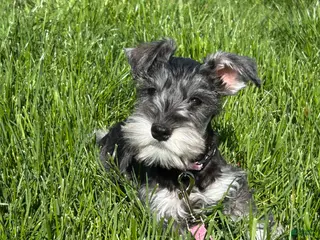 Miniature Schnauzer dogs Chloe - Ad 3