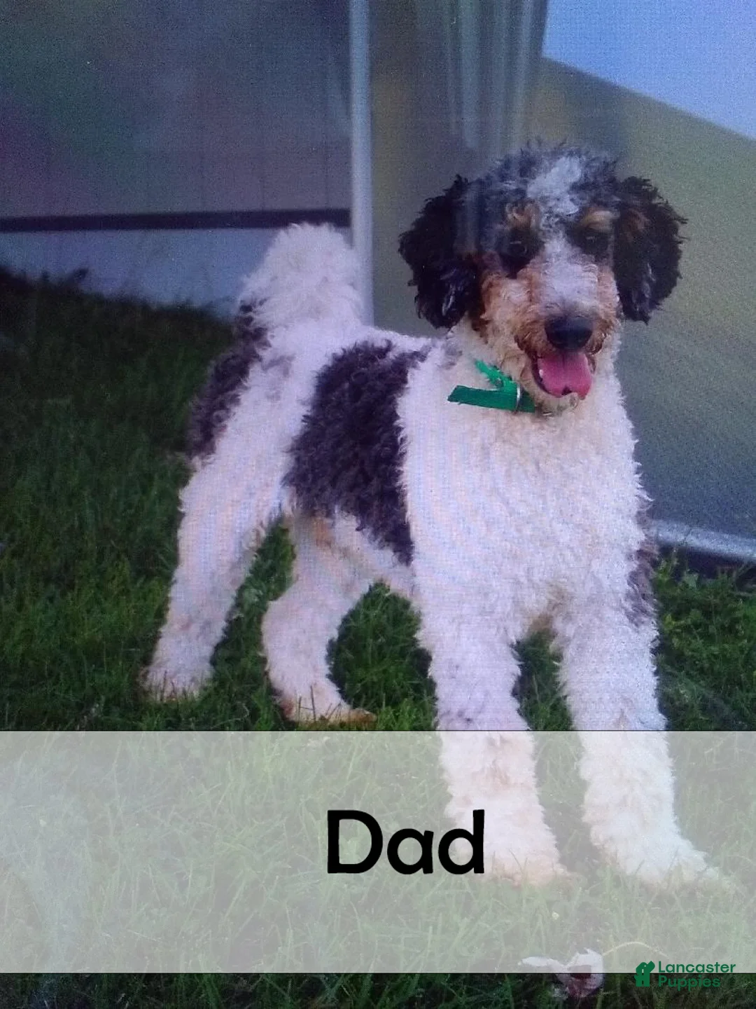 Mini Bernedoodle dogs for sale: Benson - Ad 11