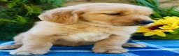 Golden Retriever dogs for sale: Rusty - Ad 6