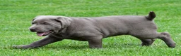 Labrador Retriever dogs for sale: Bella - Ad 8