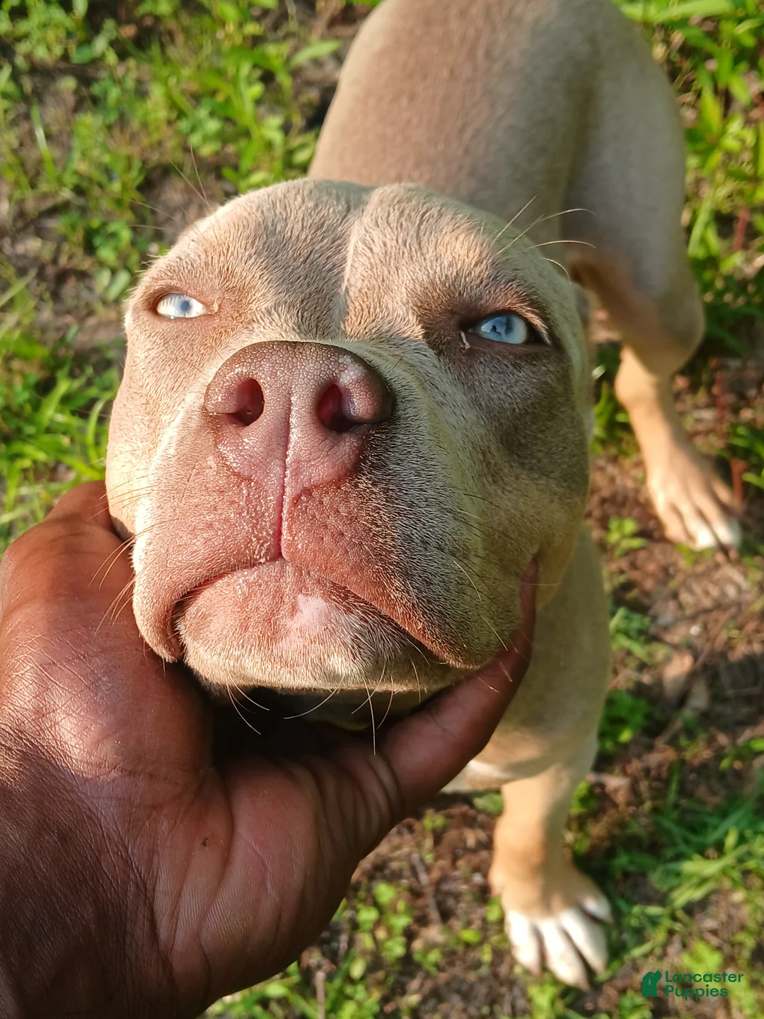 American Bully dogs for sale: American Bully Puppy 2 - Ad 2
