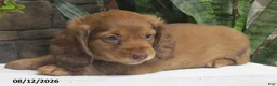 Miniature Dachshund dogs for sale: Jenny - Ad 6