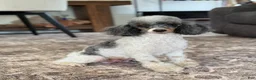 Miniature Poodle dogs for sale: Rory  - Ad 9