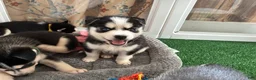 Pomsky dogs for sale: Rambo- Brown Collar - Ad 4