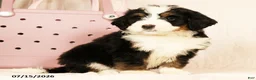 Bernedoodle dogs for sale: Sam - Ad 8