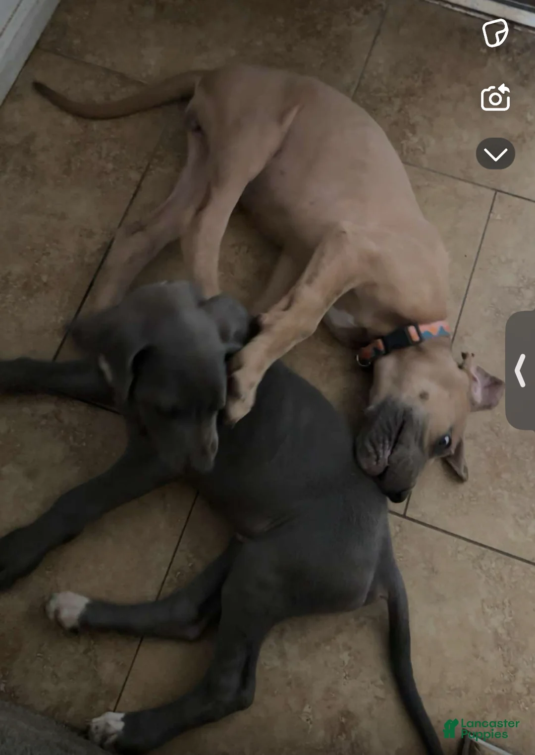 Great Dane dogs for sale: Great Dane Puppy 2 - Ad 2