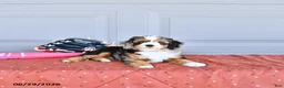 Mixed Breed dogs for sale: Munchkin  NoParti - Ad 4