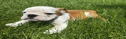 English Bulldog dogs for sale: Brownie - Ad 2
