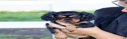 Cavalier King Charles Spaniel dogs for sale: Waldo - Ad 7