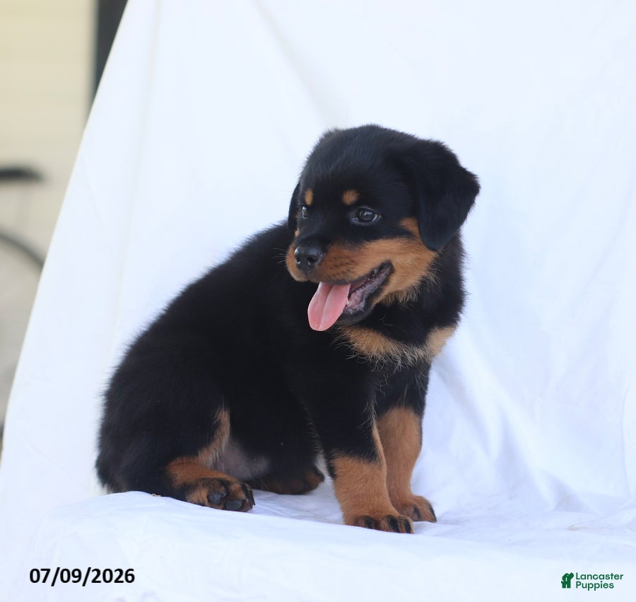 Rottweiler dogs Kinza - Ad 2