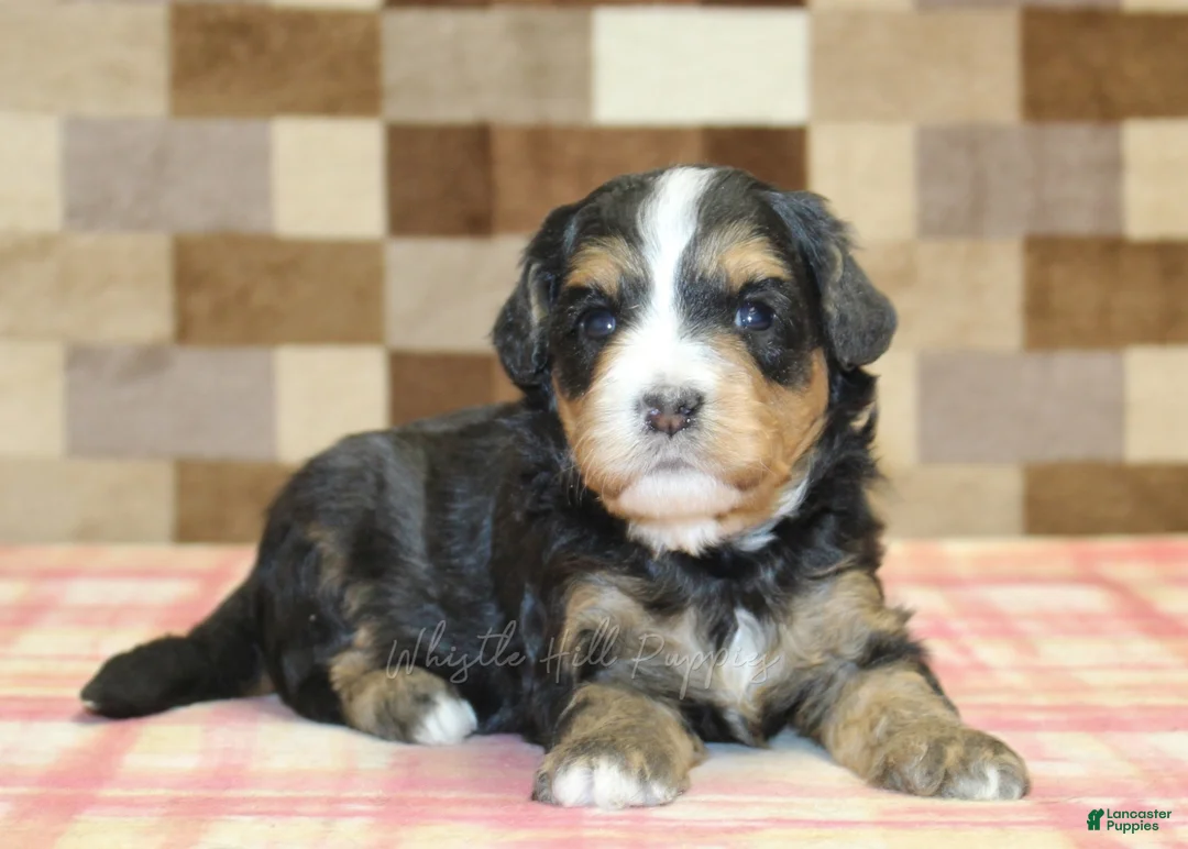Mini Bernedoodle dogs for sale: Nikki - Ad 2