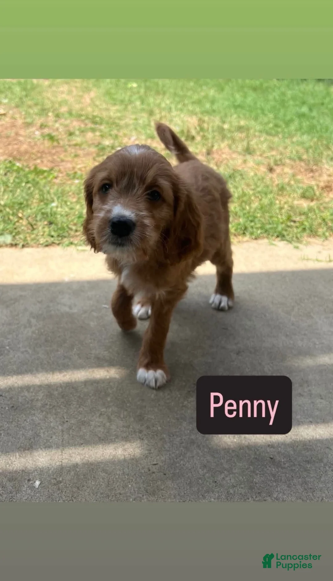 Mixed Breed dogs for sale: Penny - Ad 1