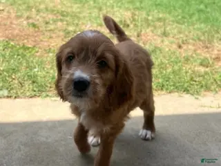 Mixed Breed dogs Penny - Ad 36