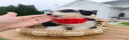 Aussiedoodle dogs for sale: Canalope - Ad 4
