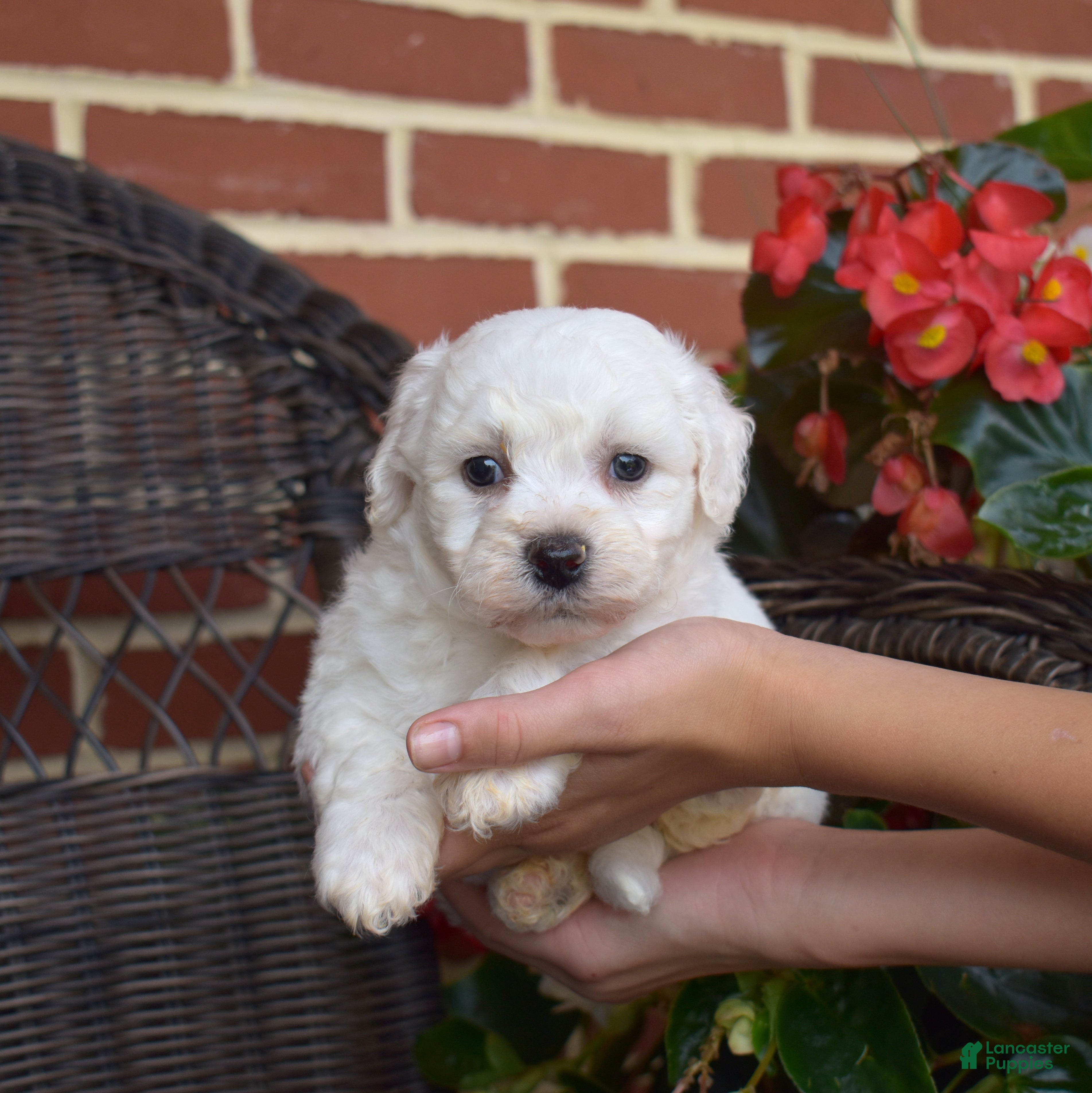 Bichon Frise dogs Snowball - Ad 2