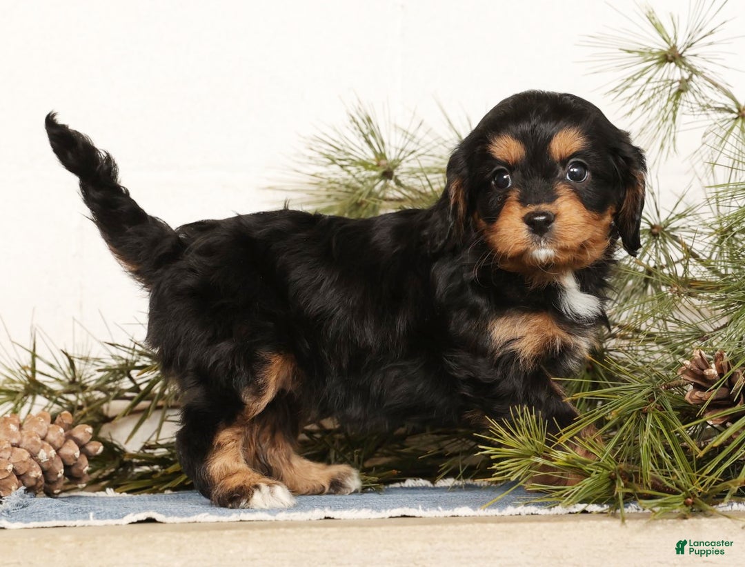 Cavapoo dogs for sale: Sennie - Ad 6