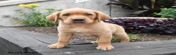 Labrador Retriever dogs for sale: Wren - Ad 3