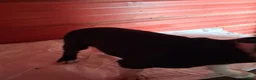 Boston Terrier dogs for sale: Jay - Ad 6