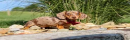 Miniature Dachshund dogs for sale: Buddy - Ad 6