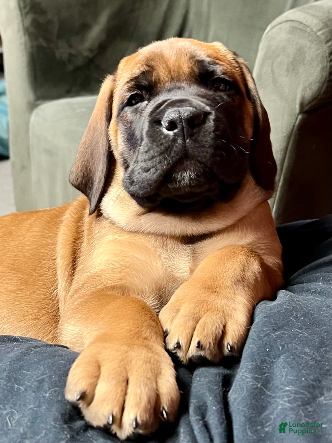 Gallery Image {{count}}