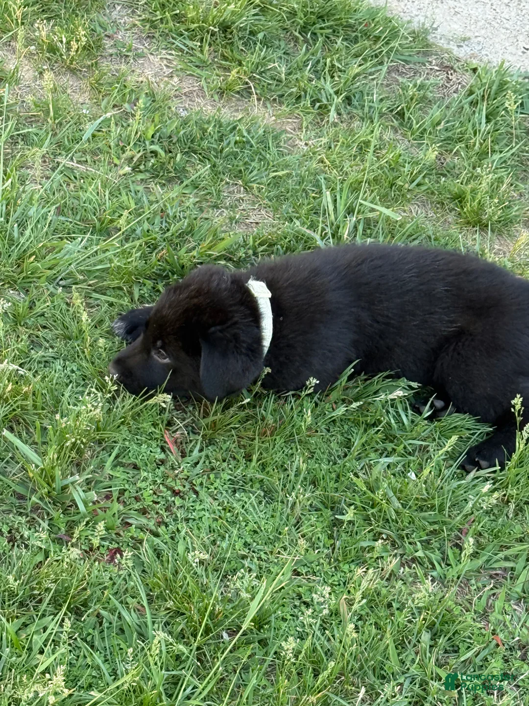 Mixed Breed dogs for sale: Mixed Breed Puppy 1 - Ad 2