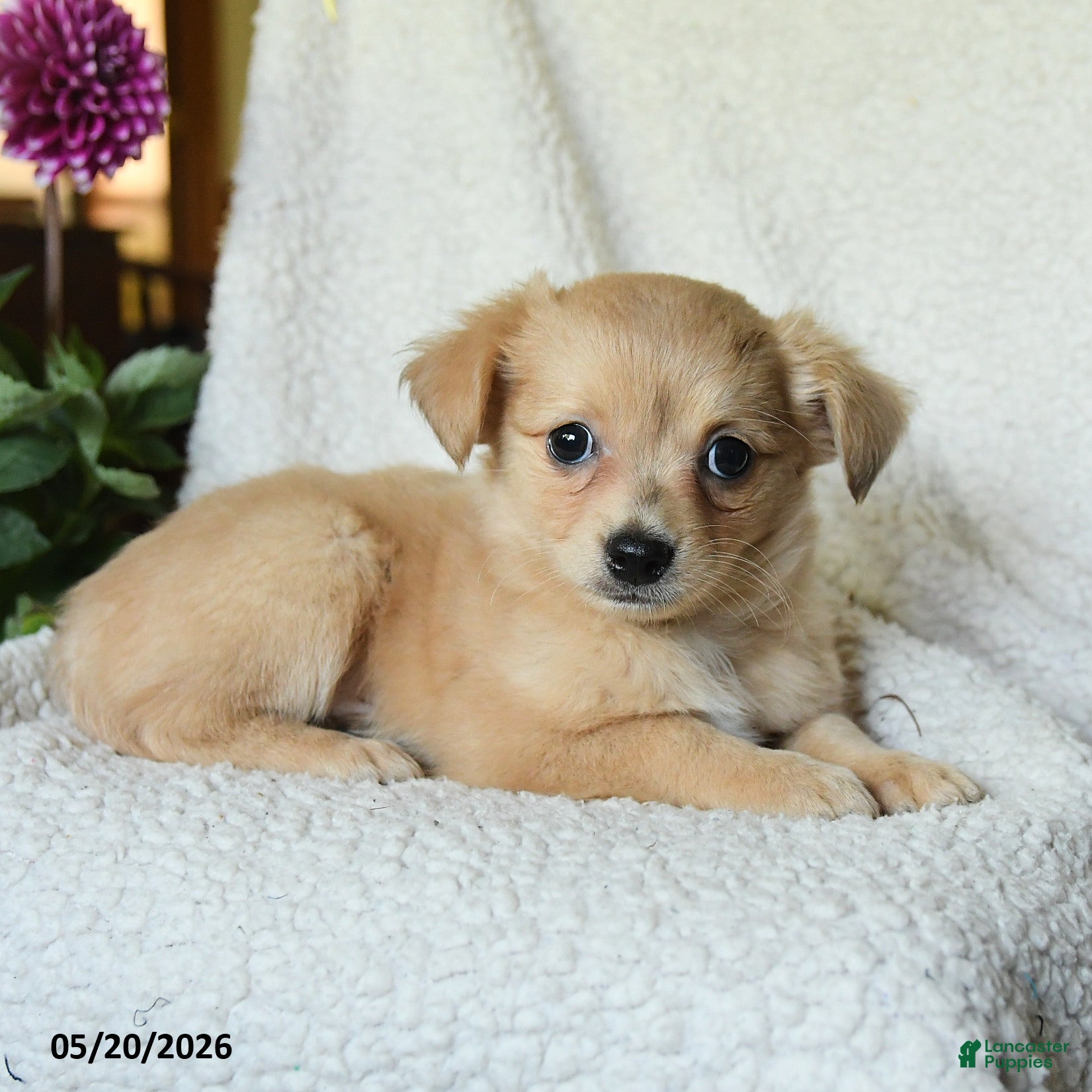 Chihuahua dogs Louie - Ad 2