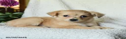 Chihuahua dogs for sale: Louie - Ad 2