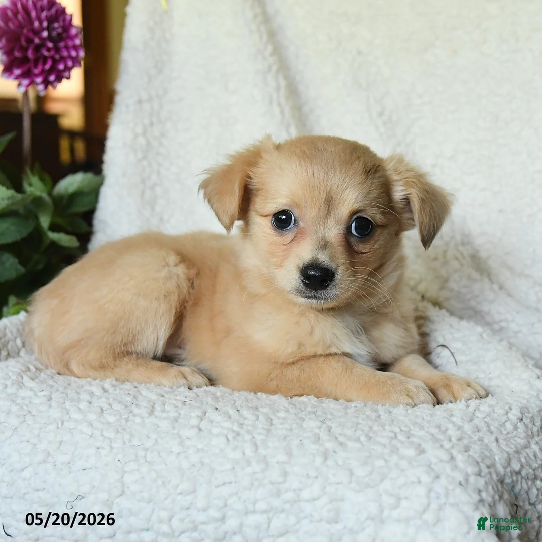 Chihuahua dogs for sale: Louie - Ad 2