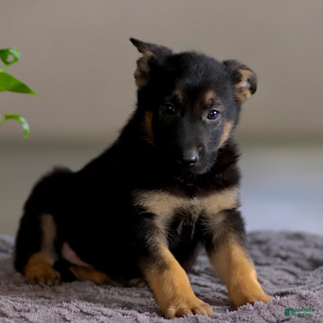 German Shepherd dogs for sale: Gribble - Ad 3