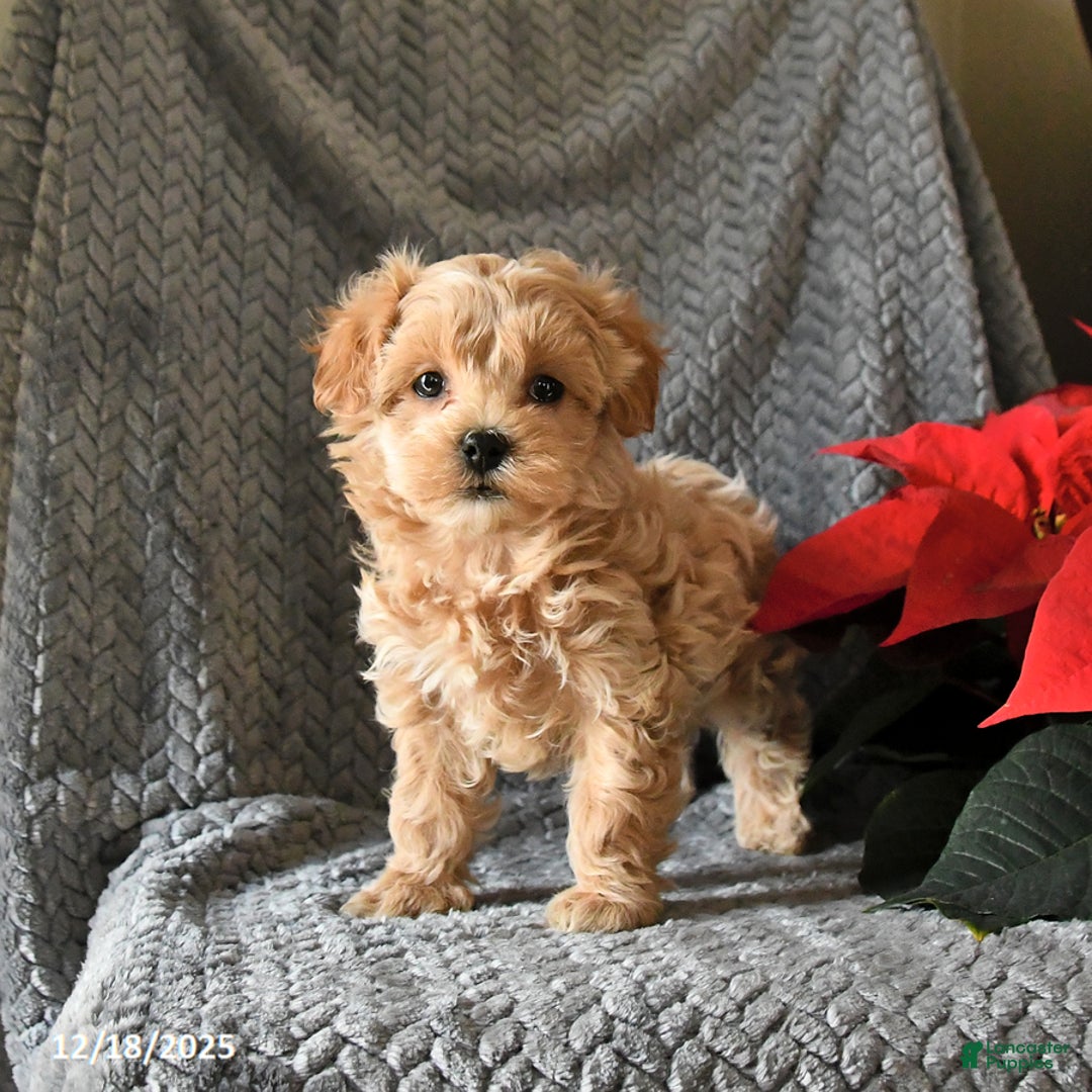 Maltipoo dogs for sale: Callie - Ad 1