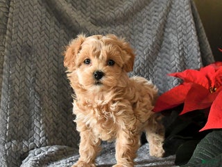 Maltipoo dogs Callie - Ad 18