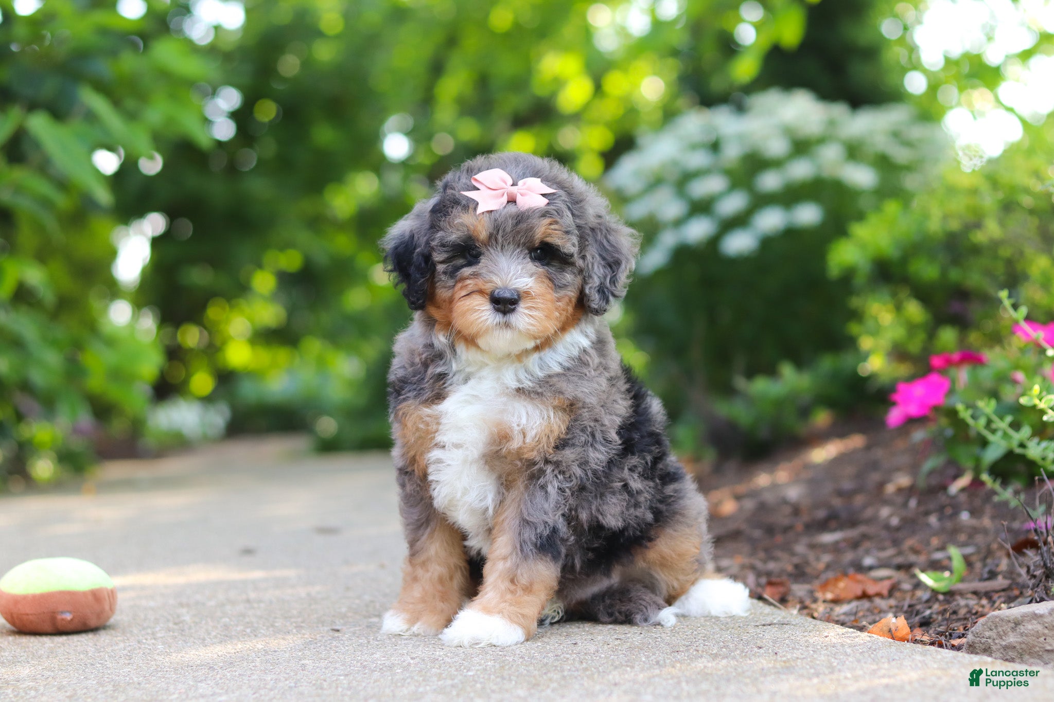 Mini Bernedoodle dogs Zoey - Ad 2