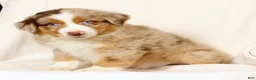 Miniature Australian Shepherd dogs for sale: Laker - Ad 6