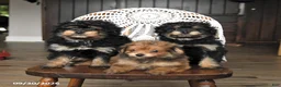 Pomapoo dogs for sale: Muffin - Ad 3