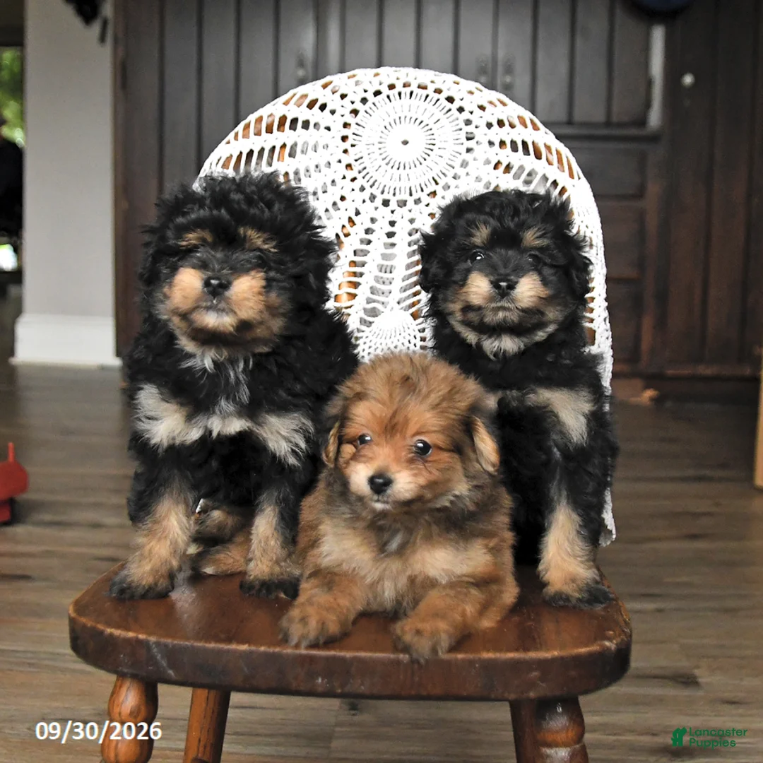 Pomapoo dogs for sale: Muffin - Ad 3