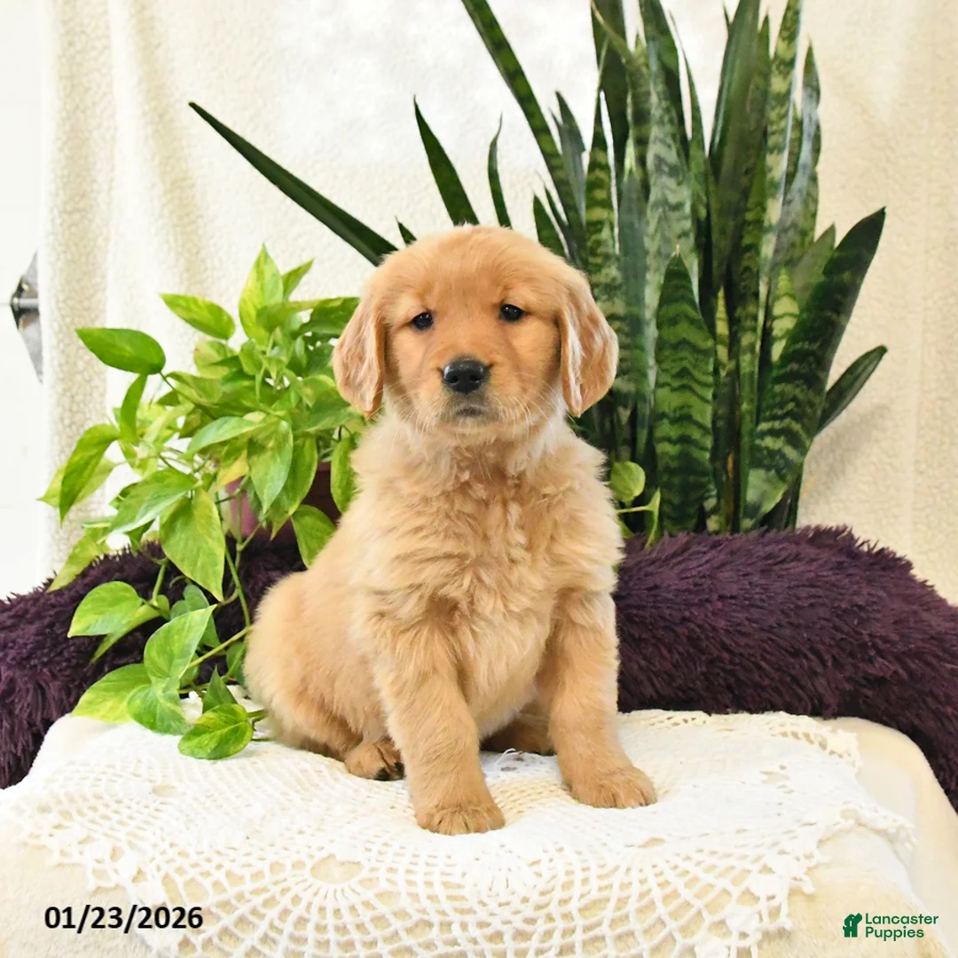 Golden Retriever dogs for sale: Olive  - Ad 3