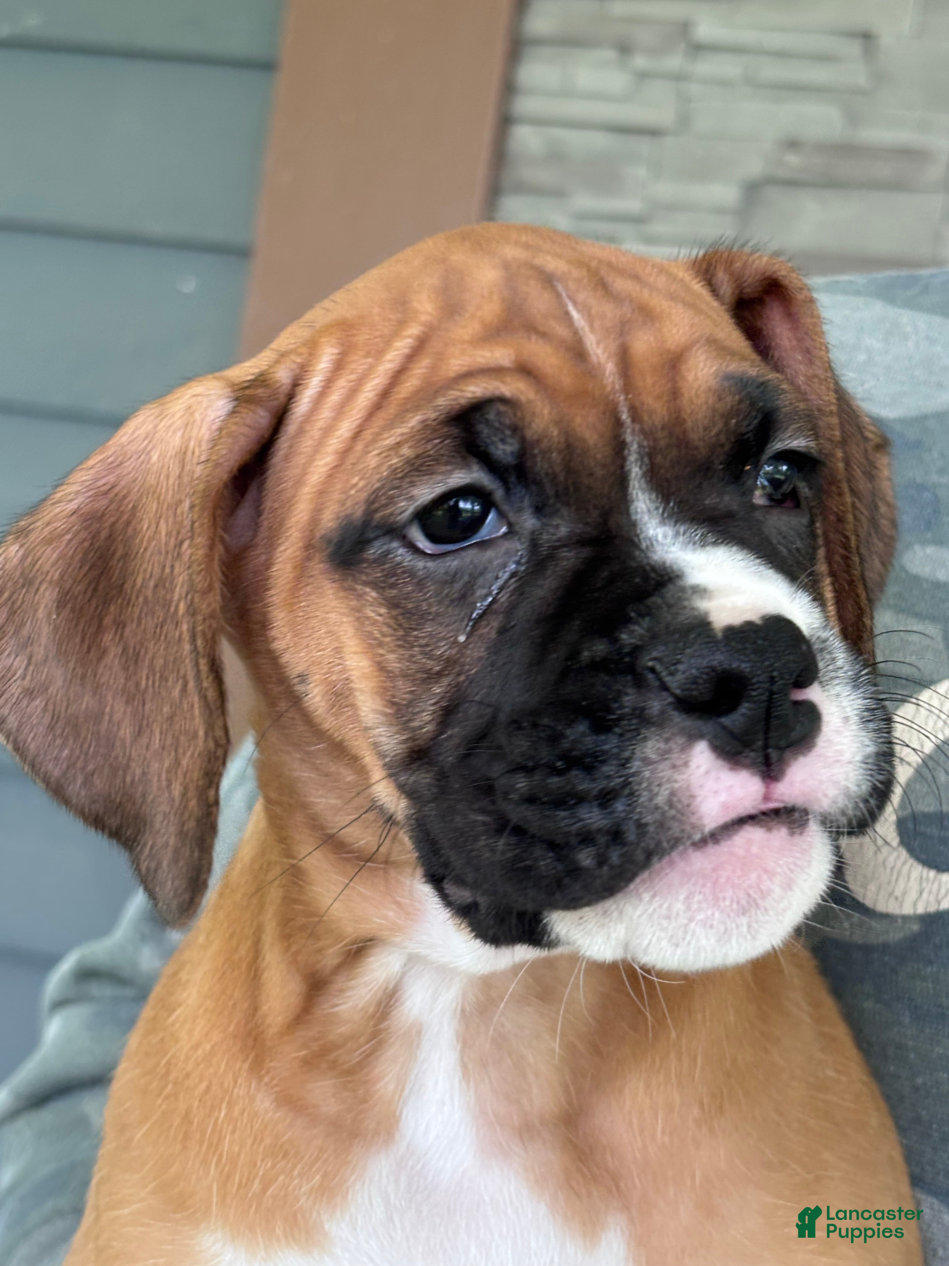 Boxer dogs Sabine - Ad 1