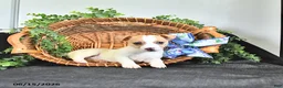 Jack Russell Terrier dogs for sale: Treva - Ad 4