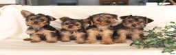 Yorkshire Terrier dogs for sale: Biscuit - Ad 2