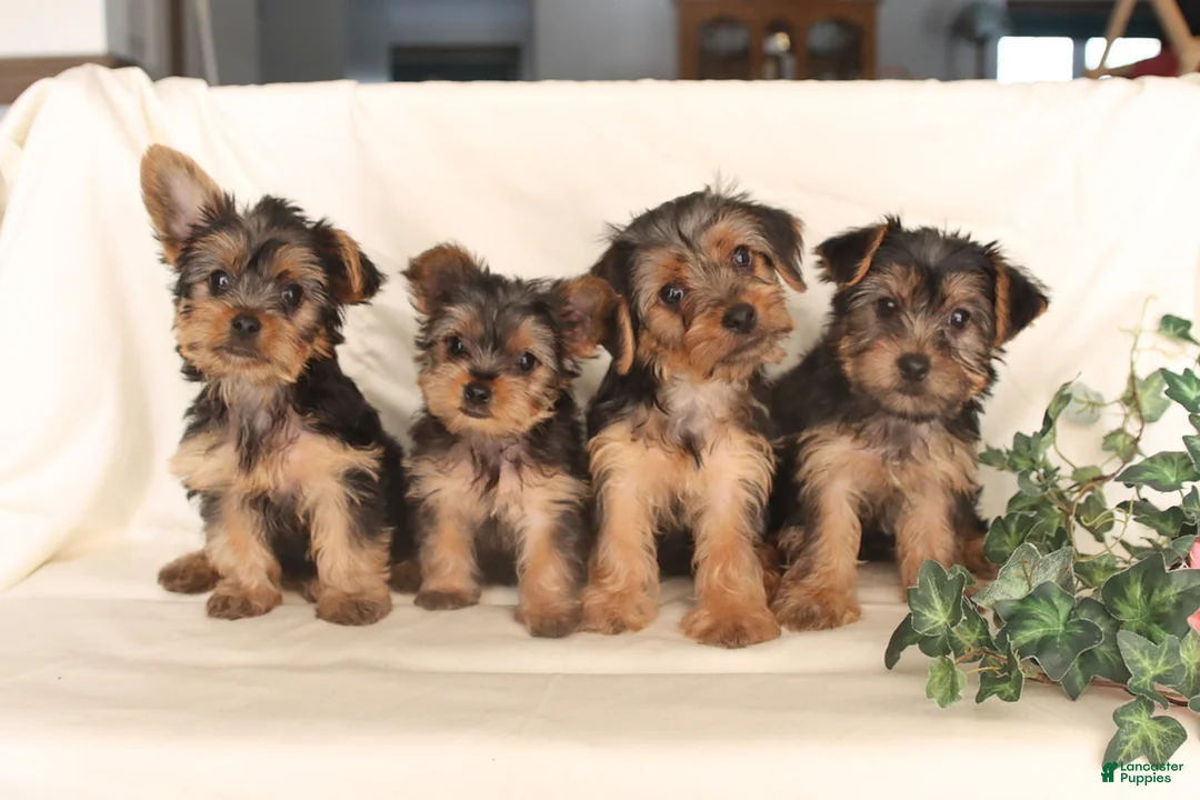Yorkshire Terrier dogs for sale: Biscuit - Ad 2