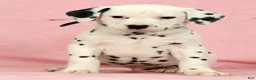Dalmatian dogs for sale: Jackson - Ad 4