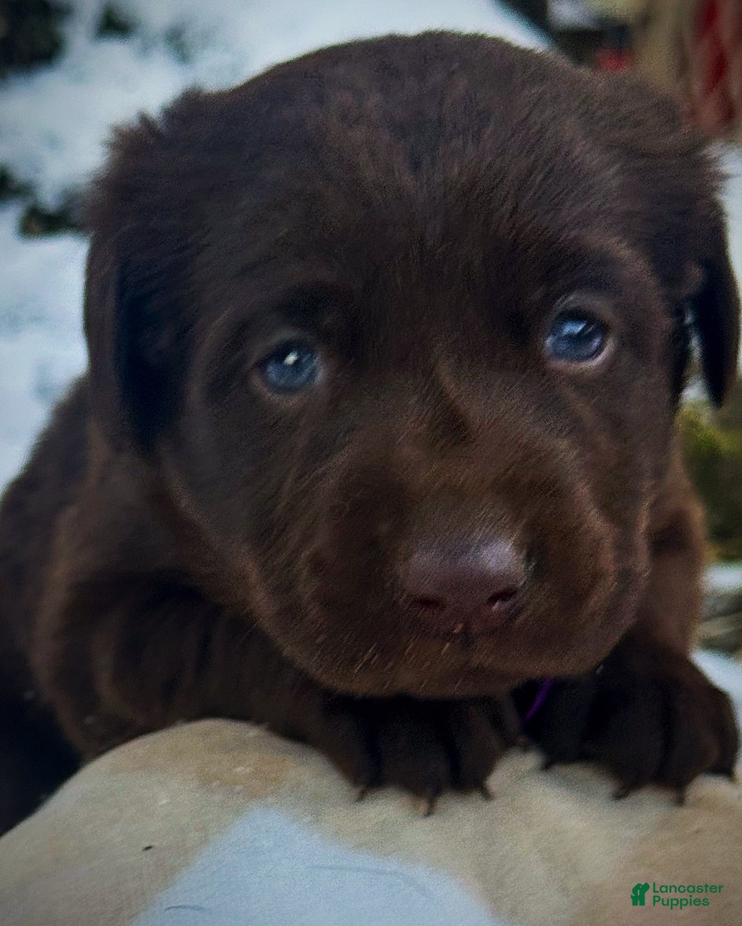 Labrador Retriever dogs for sale: Labrador Retriever Puppy 1 - Ad 8