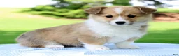 Welsh Corgi Pembroke dogs for sale: Honey - Ad 4
