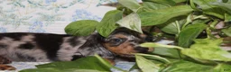 Dachshund dogs for sale: PETUNIA - Ad 5