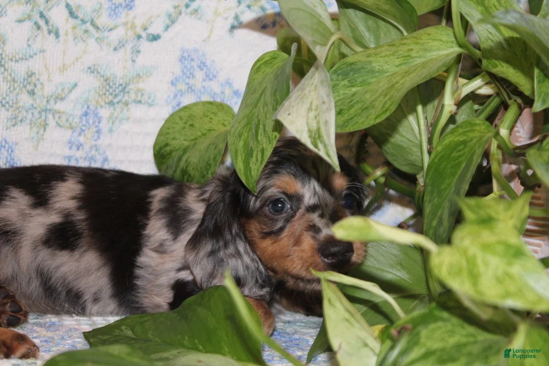 Dachshund dogs for sale: PETUNIA - Ad 5