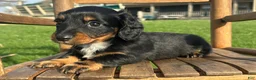 Dachshund dogs for sale: Sonic - Ad 2