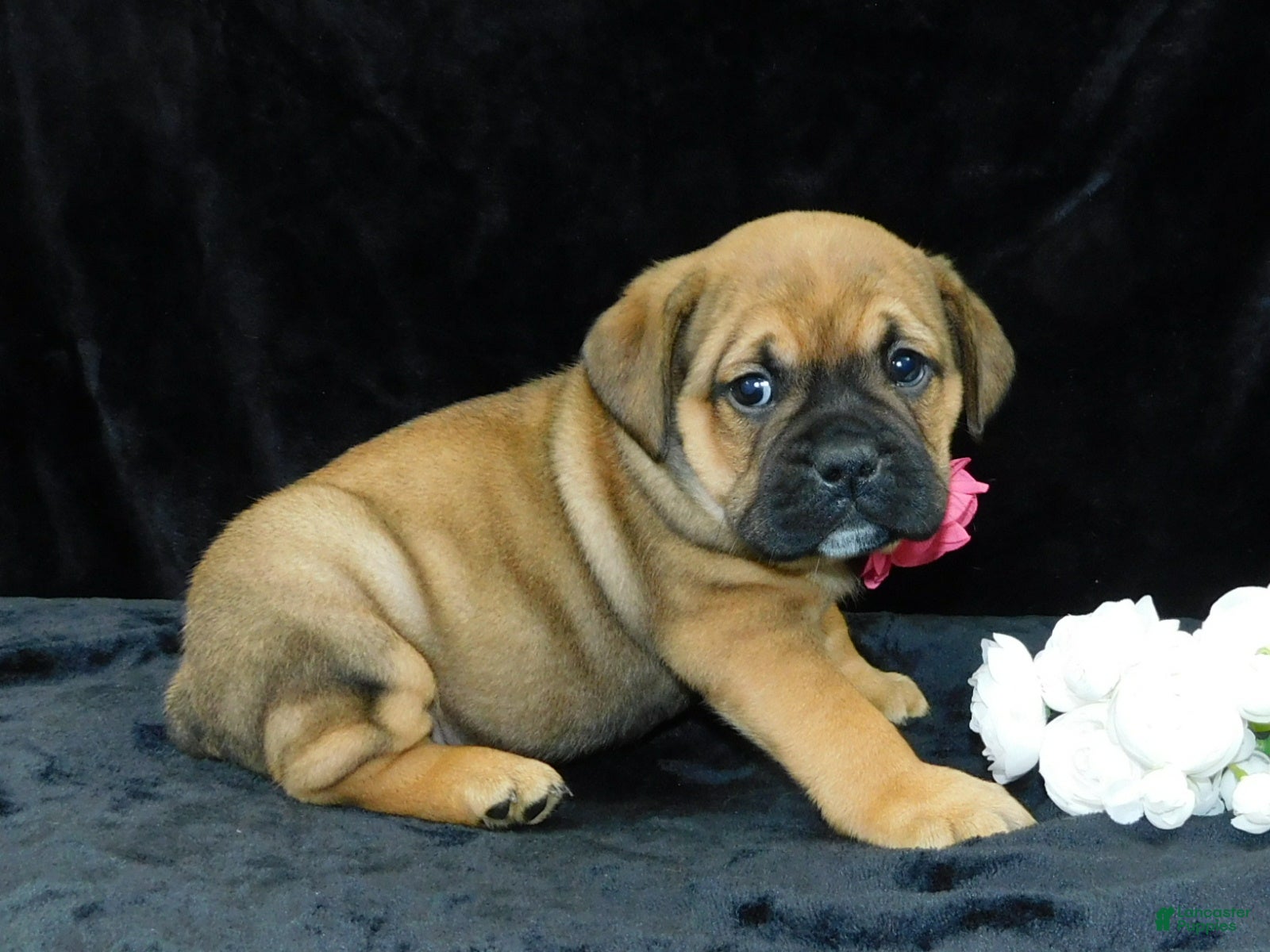 Mixed Breed dogs Bella - Ad 1